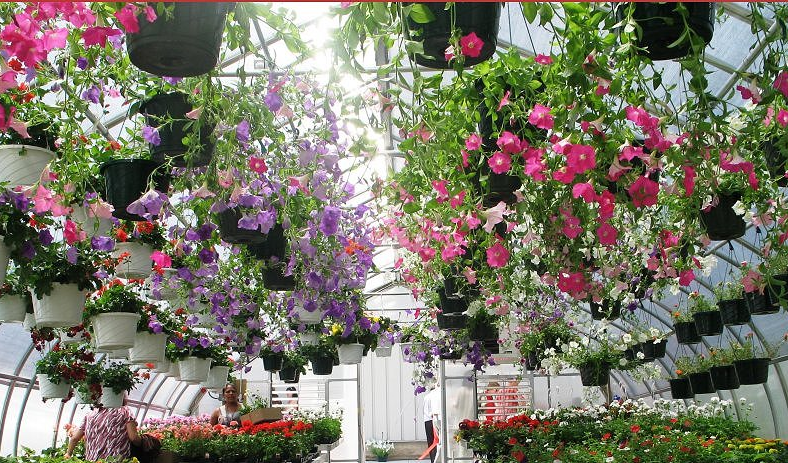 aluminum polycarbonate flower greenhouse 2.png